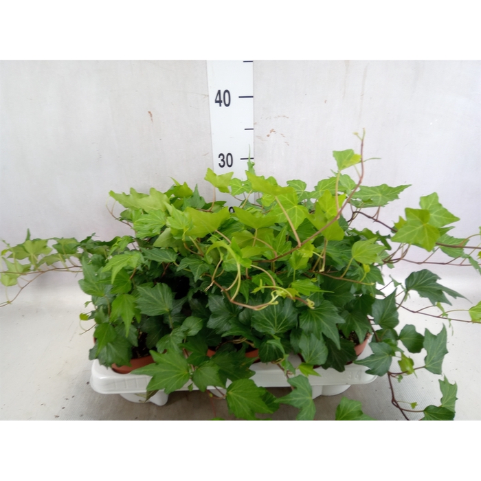 <h4>Hedera helix 'Green Ripple'</h4>