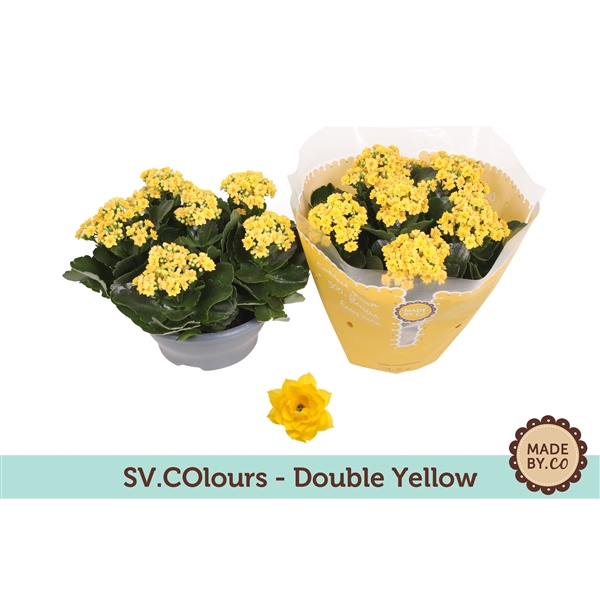 <h4>Kalanchoë Double Yellow in SV.COloursleeve</h4>