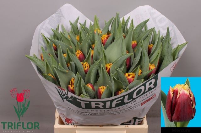 <h4>Tulipa (Fri. Mercure</h4>