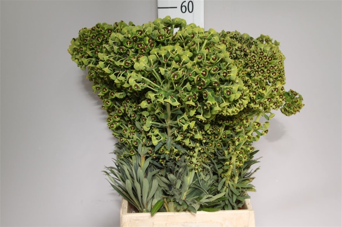 <h4>Euphorbia Spinosa</h4>