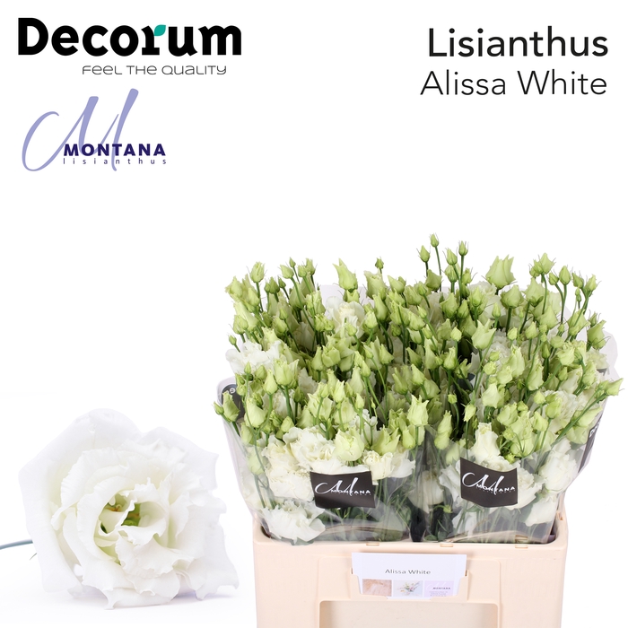 <h4>Lisianthus Alissa white 60cm</h4>