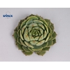 Echeveria ramilette cutflower wincx-5cm
