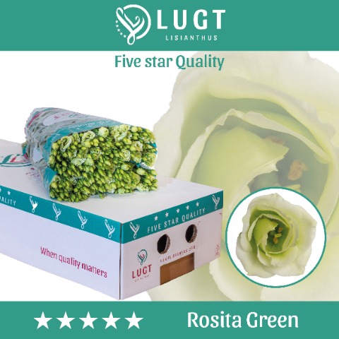 <h4>Lisianthus do rosita green</h4>
