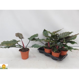 Philodendron New Red 17Ø 55cm
