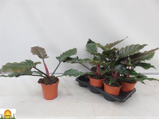 Philodendron New Red 17Ø 55cm