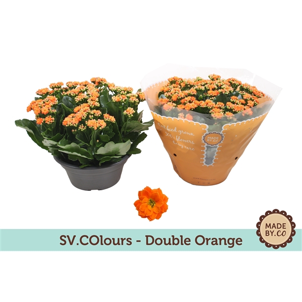 <h4>Kalanchoë Double Orange in SV.COloursleeve</h4>