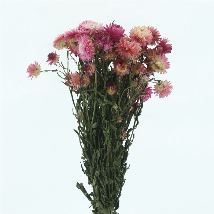 <h4>Dried Helichrysum Pink</h4>