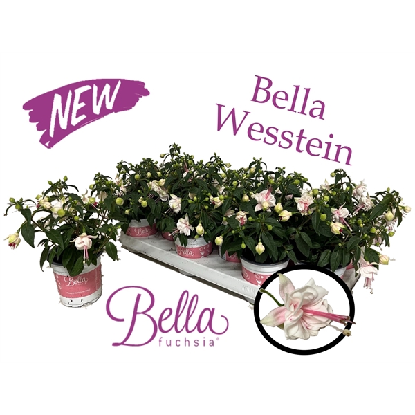 <h4>Bella Fuchsia 'Lisa' / "Blanca" (staand)</h4>