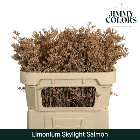 <h4>Limonium skylight paint salmon</h4>