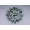 Echeveria baena cutflower wincx-5cm