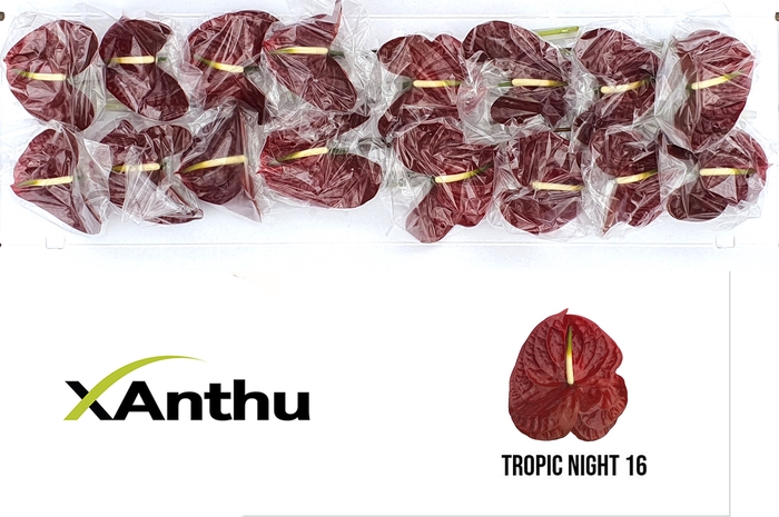 ANTH A Tropic Night 16