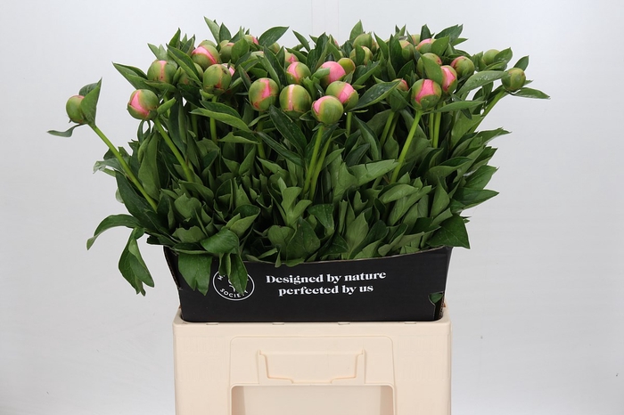 <h4>Paeonia (Herb. Hybrid Grp) 'Etched Salmon'</h4>