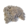 Curly moss 500gr in poly frosted grey