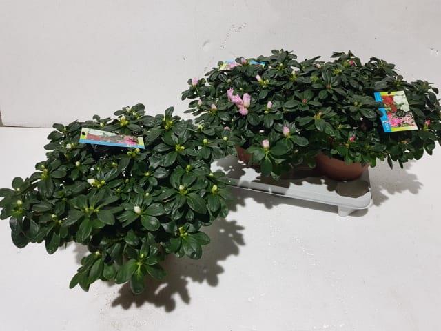 Rhododendron simsii Hellmut Vogel mix 3 kolory 16Ø 42Ø