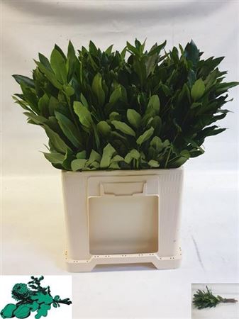 <h4>Rhododendron P Stem 60cm</h4>