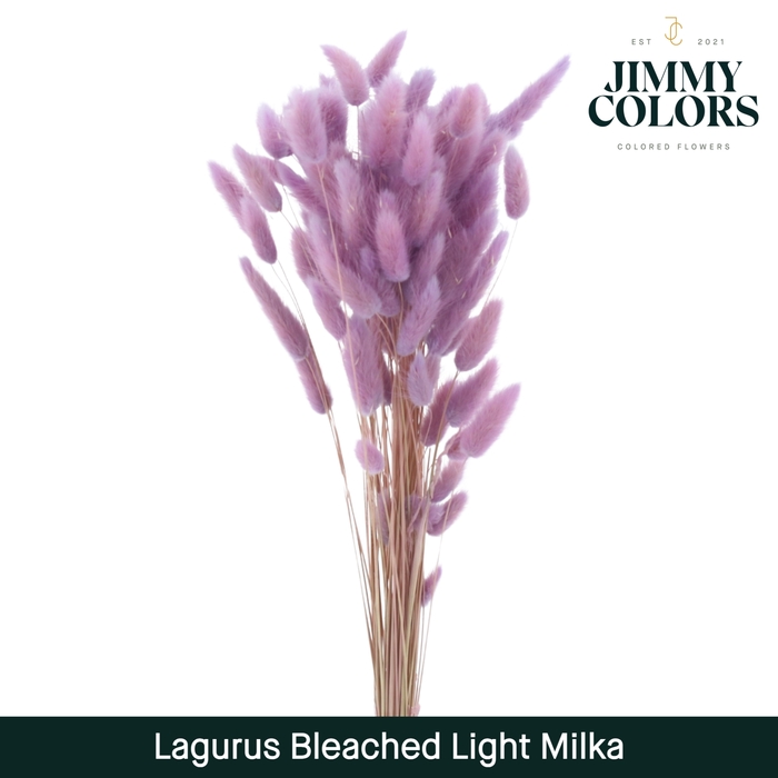 <h4>Lagurus bleached Light Milka</h4>