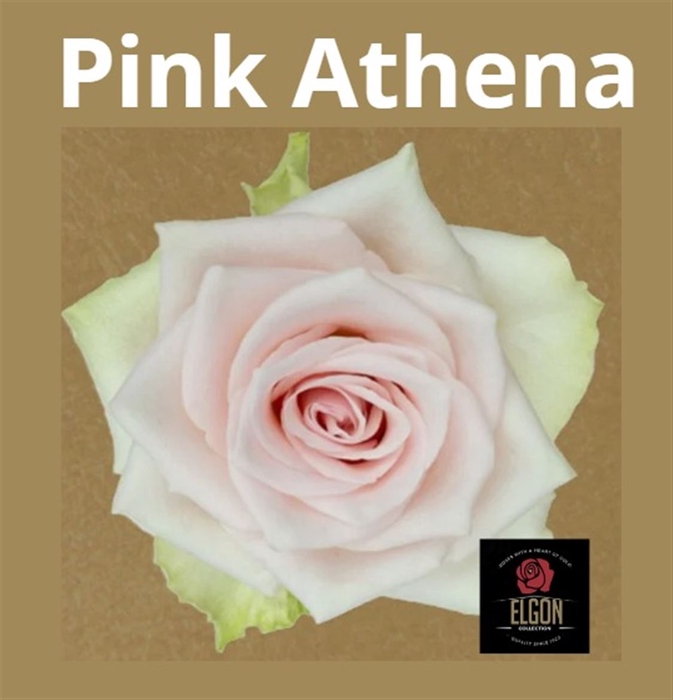 <h4># R Gr Pink Athena **clearout**</h4>