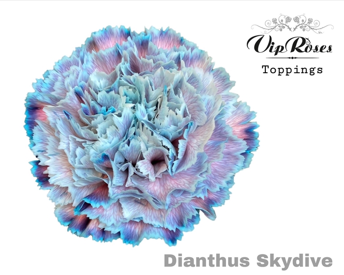 <h4>Dianthus st paint skydive</h4>