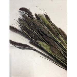 DRIED FLOWERS - SETARIA antraciet natural