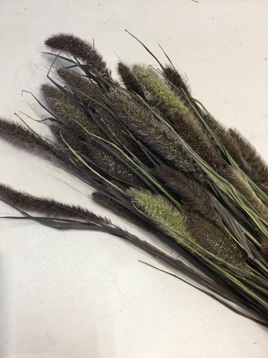 DRIED FLOWERS - SETARIA antraciet natural