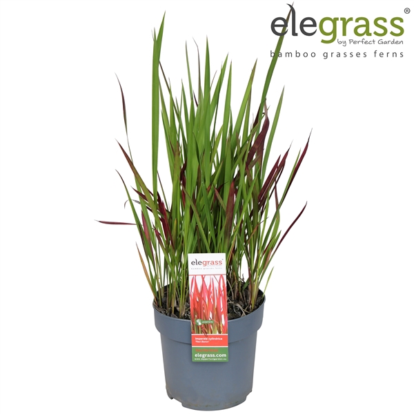 <h4>Imperata cylindrica 'Red Baron' P14</h4>
