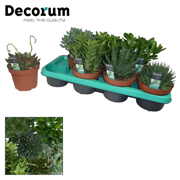 <h4>Succulenten mix 7 Soorten (Decorum)</h4>