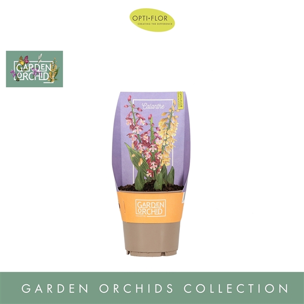 Garden Orchids Calanthe 3+ Mix
