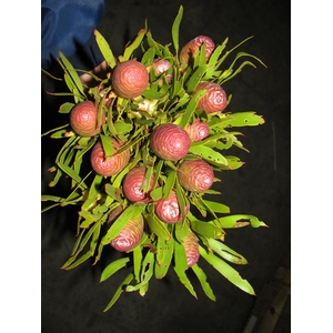 Leucadendron - Sabulosum