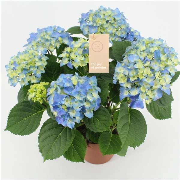 <h4>Hydrangea blue 5/6 flowers</h4>
