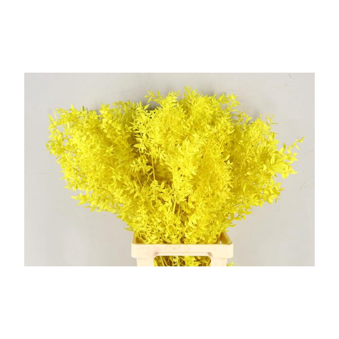 <h4>Pf Ruscus 70cm Bs Yellow</h4>