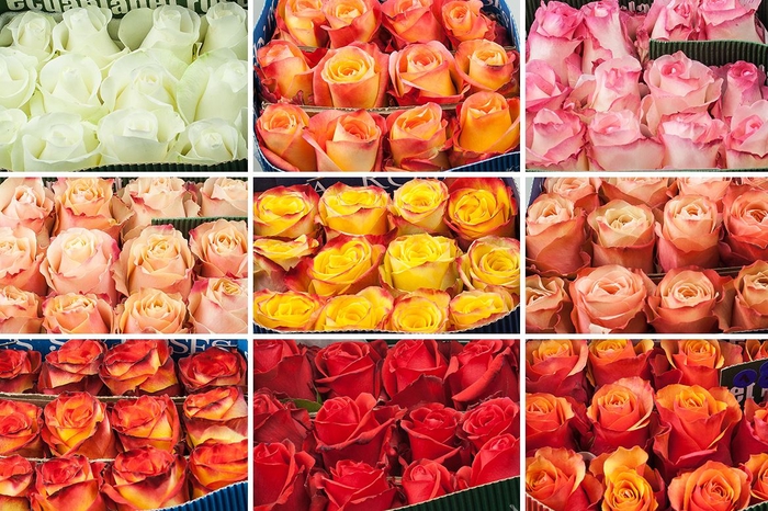 <h4>Rosa Gr Mix Roses 40cm**promo**</h4>