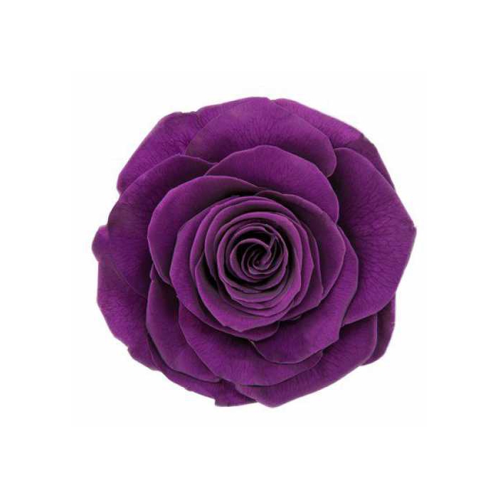 <h4>Rose Monalisa Violet</h4>