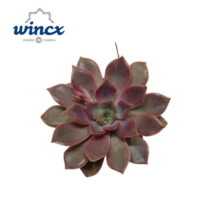 <h4>Echeveria Mina Cutflower Wincx-12cm</h4>