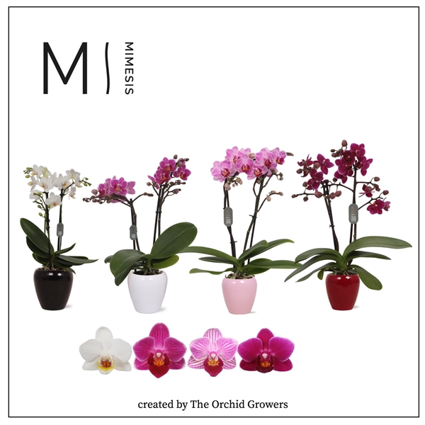 <h4>Mimesis Phal. Mix - 2 spike 7cm in Martine Mix Ceramic</h4>