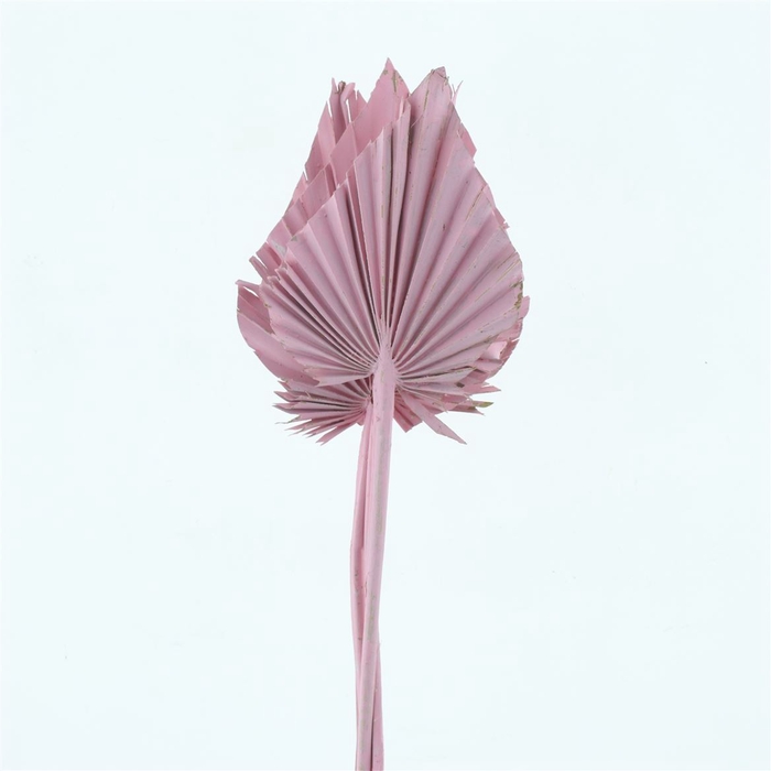 <h4>Dried Palm Spear Light Pink</h4>