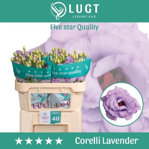 <h4>Lisianthus do corelli lavender</h4>