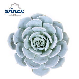 Echeveria grey prince cutflower wincx-5cm