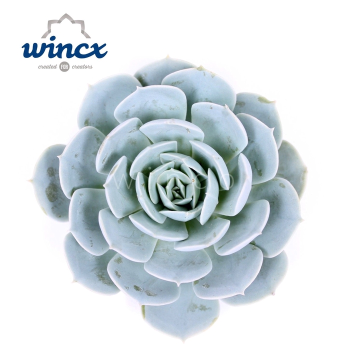<h4>Echeveria grey prince cutflower wincx-5cm</h4>
