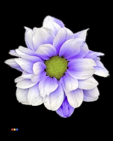 Chr T Kennedy Pastel Lilac