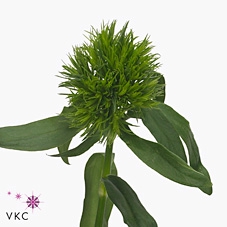 <h4>Dianthus br aldo green</h4>