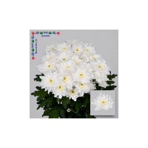 Chrysanthemum spray Zembla White