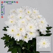 Chrysanthemum spray Zembla White
