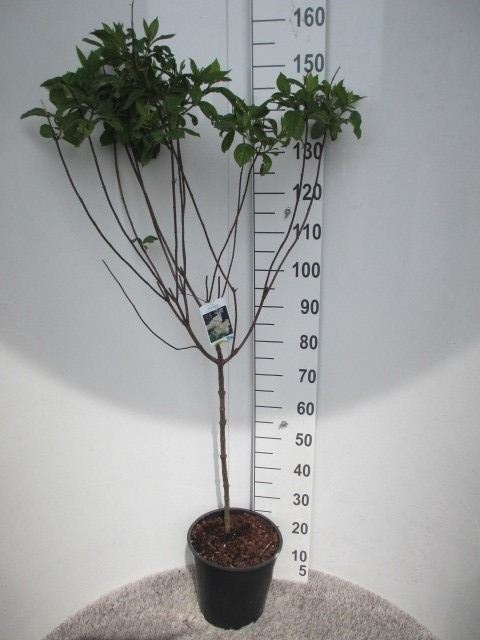 <h4>Hydrangea pani. Grandiflora</h4>