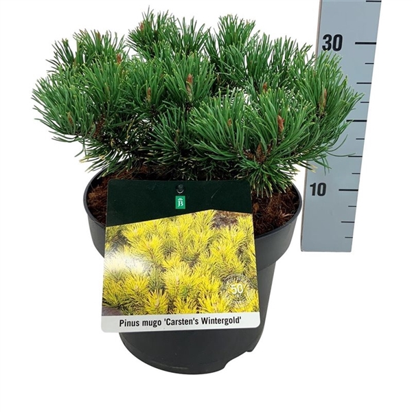 <h4>Pinus mugo 'Carsten's Wintergold'</h4>