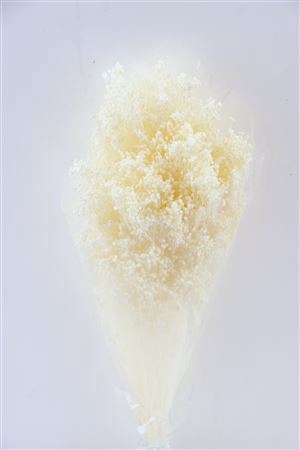 <h4>Dried Brooms Bleached Bunch</h4>