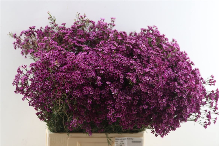 <h4>Chame Early Purple 70 Cm 60 Gr</h4>