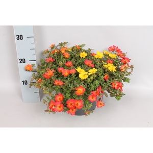 Perkplanten 19 cm Portulacca Happy Colors 3 kleuren per pot