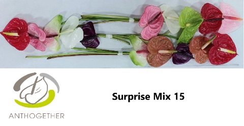 <h4>ANTH A Surprise Mix 15</h4>