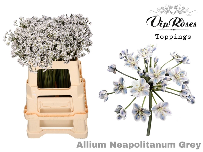 <h4>Allium Neap Pnt Grey</h4>