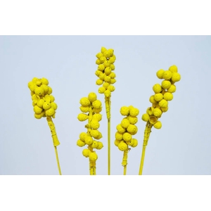 Acorn bunch on stem yellow